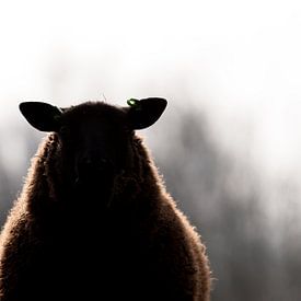 Silhouet schaap van Robert Geerdinck