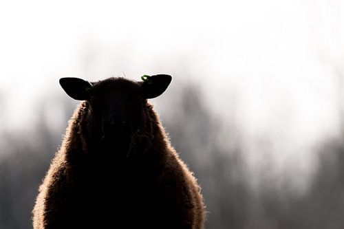 Silhouet schaap van Robert Geerdinck