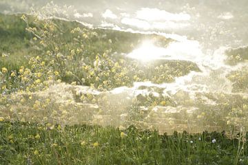 wolkenlucht met gele bloemen, double exposure
