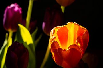 Tulpen in de schaduw met zoneffect van Patrice Schmitz - Pictures by Patrice