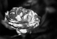 Roos in zwart wit. van Leo Langen thumbnail