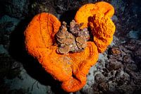 heart sponge