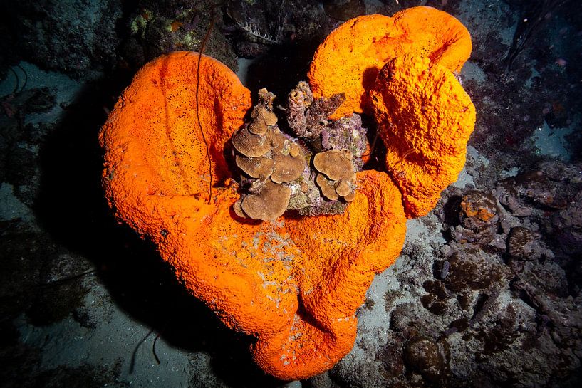 heart sponge by Roel Jungslager