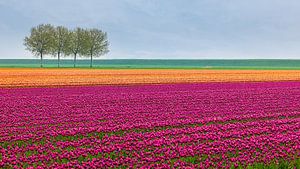 Tulpen in Lila und Orange in Groningen