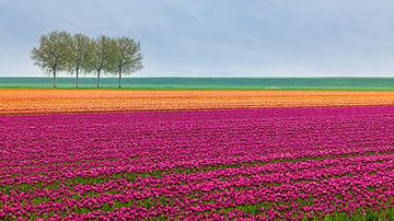Tulpen in Paars en Oranje in Groningen van Henk Meijer Photography