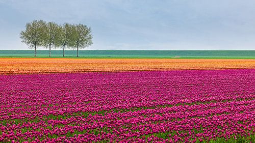 Tulpen in Paars en Oranje in Groningen