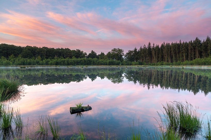 Reflective Pink by Ron Buist