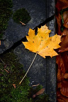 Geel herfstblad van een Esdoorn op een oude steen van Jenco van Zalk