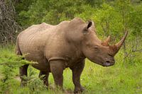 White rhino, South Africa