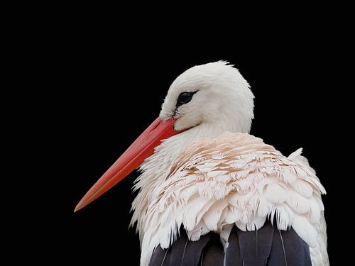 Storch in Nahaufnahme