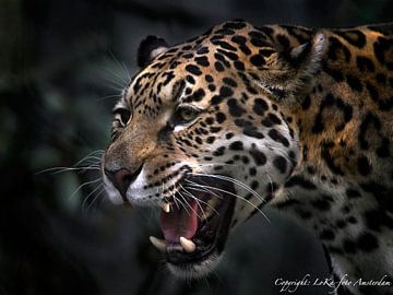 jaguar gevlekt vrouw van Loek Lobel