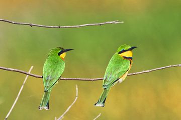 pair of blue-breasted bee-eaters (merops variegatus) by Jeremy Duvekot