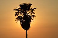 Zypern Sonnenuntergang orange Himmel mit der Silhouette einer Palme von Ronald H Miniaturansicht