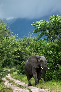 Elephant in Hoedspruit by Paula Romein