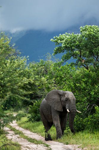Éléphant à Hoedspruit