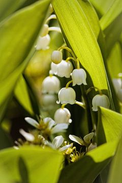 Lily of Dalen sur Rob Boon