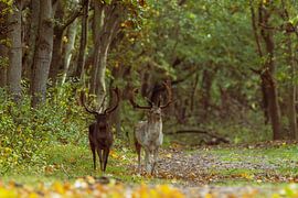 Rivalen im Herbstlicht von Wendy Hilberath