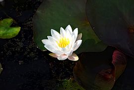 Eine blühende Seerose von Jurjen Jan Snikkenburg