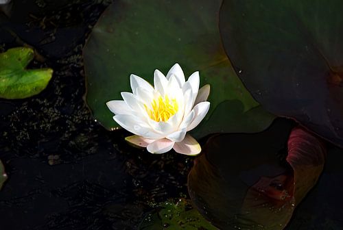 Een bloeiende waterlelie