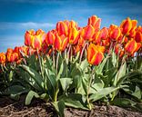 Oranje Rode Tulpen 001 van Alex Hiemstra thumbnail