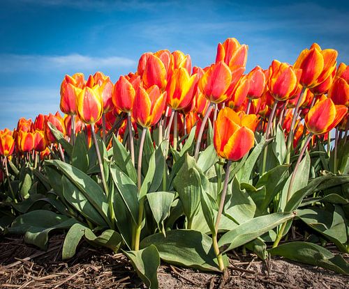 Oranje Rode Tulpen 001