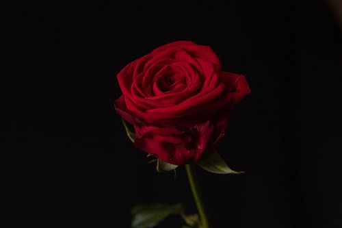 Velvet Bloom