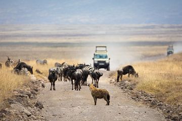 Hyena op de weg in Ngorongoro, Tanzania van Ruben Bleichrodt