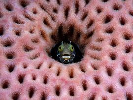 Blenny in the coral by René Weterings
