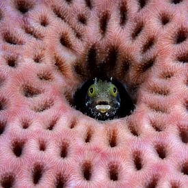 Slijmvisje in het koraal van René Weterings