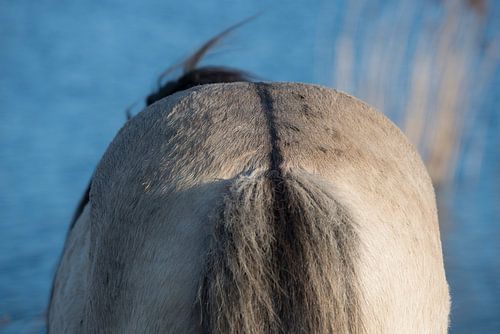Back of a rabbit horse