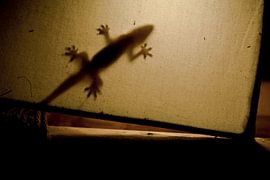 Gecko lamp by BL Photography