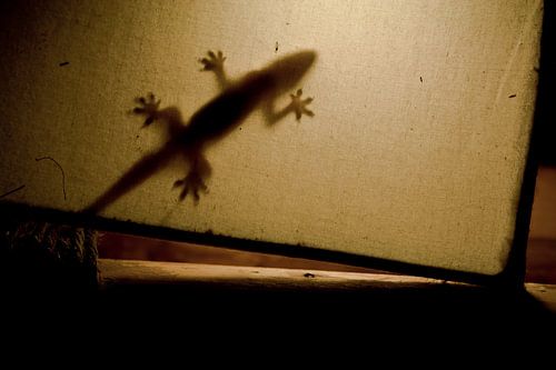 Gecko lamp