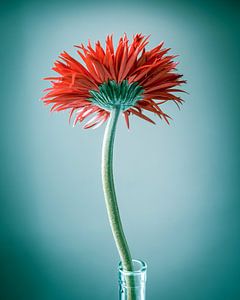 Frühlingsgerbera