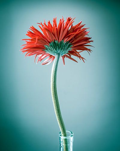 gerbera de printemps
