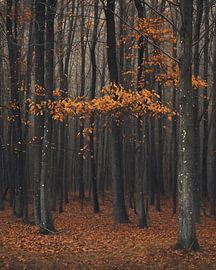 Romantic autumn forest