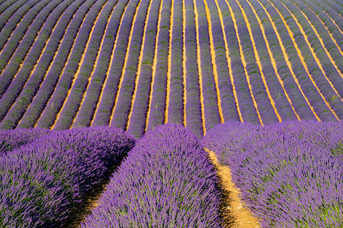 Lavender blossoming in the Provence during a summer day