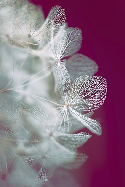 Transparent hydrangea leaves by Tot Kijk Fotografie: natuur aan de muur
