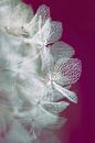 Transparent hydrangea leaves by Tot Kijk Fotografie: natuur aan de muur thumbnail