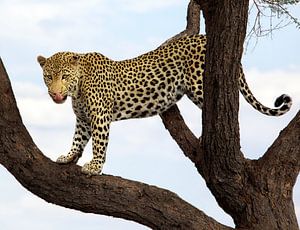 Luipaard in boom van Fotografie Egmond
