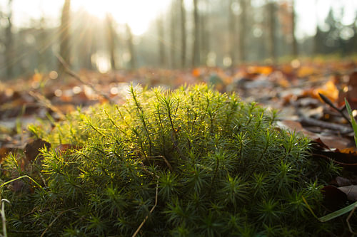 Sunlight on the moss
