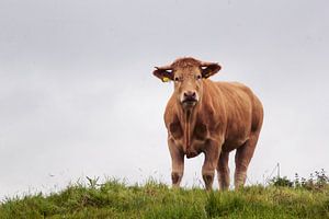 Charolais Heifer Cow on Pasture in Ireland