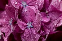 Lila  bloemen met dauwdruppels in het ochtendlicht.