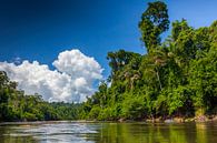 Blick auf den Fluss Suriname, Suriname von Marcel Bakker Miniaturansicht