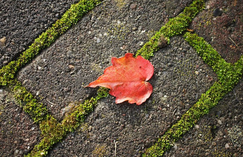 Little red leaf on a mossy sidewalk by Anne van de Beek