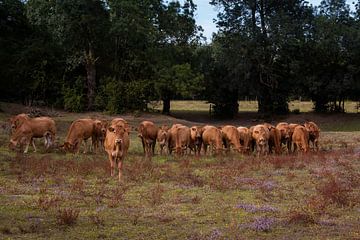 Kudde koeien van Jan de Jong