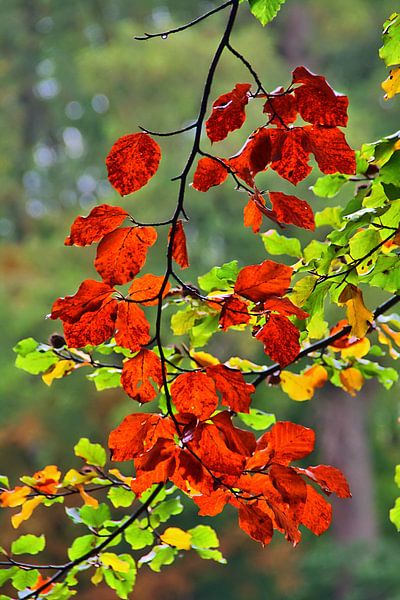 Feuilles d'automne par Edgar Schermaul