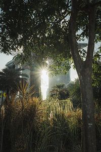 Urban Jungle à Singapour : jeux de lumière et architecture