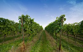 Auf dem Weg in die Flasche von noeky1980 photography