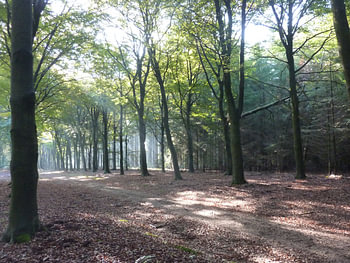 Bomen met zonlicht