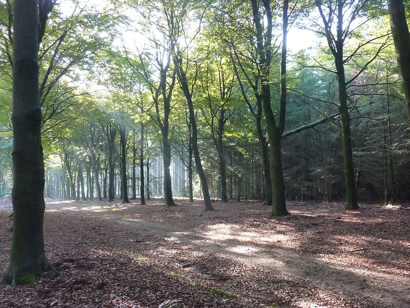 Bomen met zonlicht von Ad Steenbergen